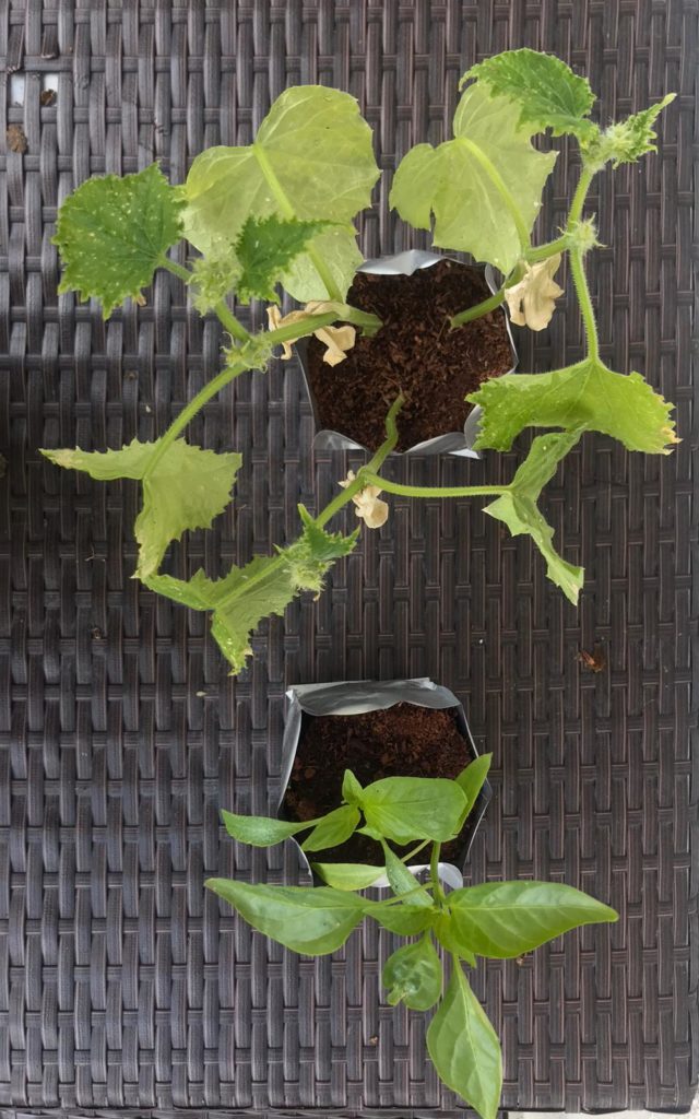 Neues von Paprika und Gurke Gemüse auf Uhlenhorst fruifructu